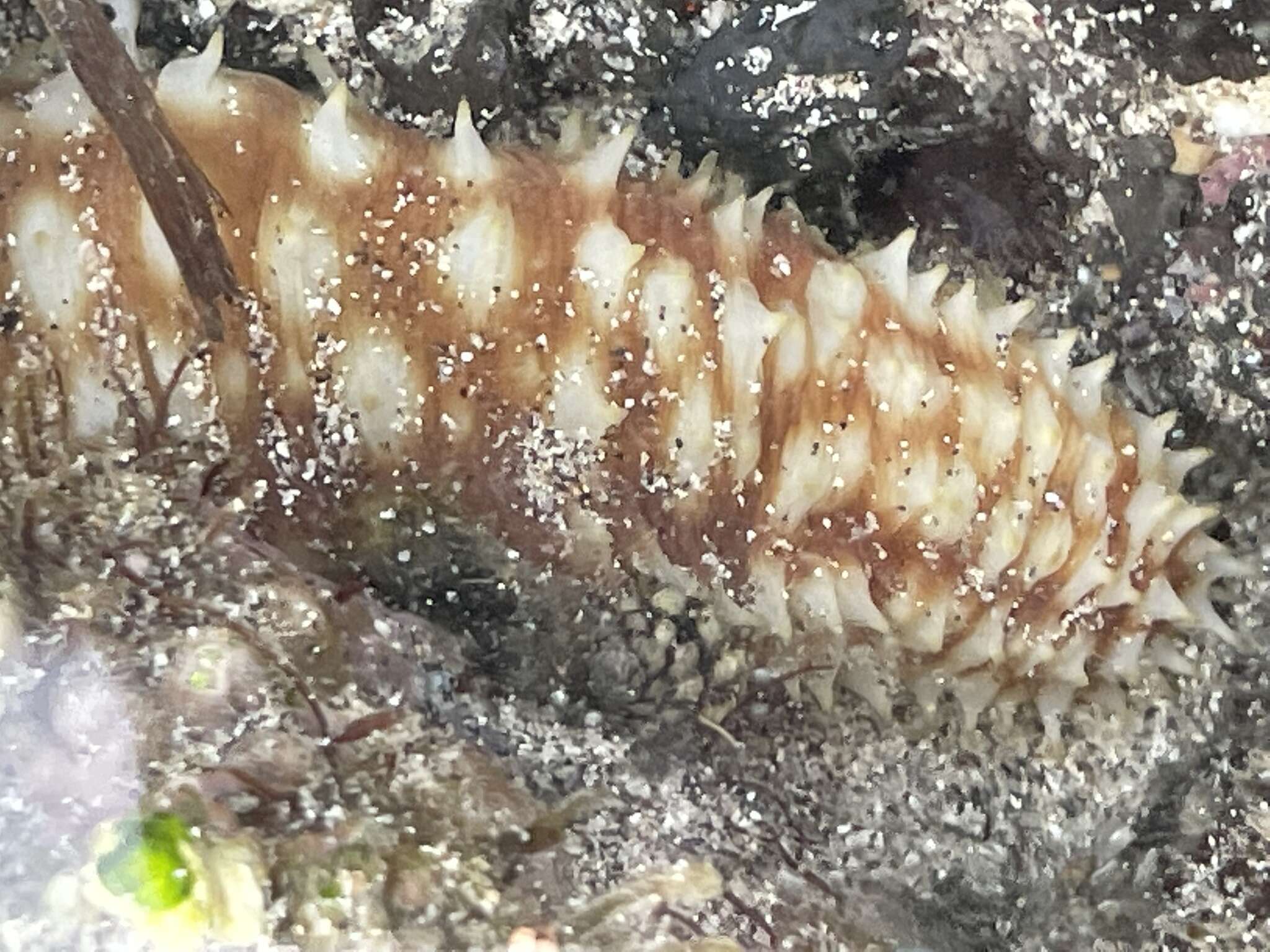 Image of Sand sifting sea cucumber