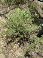 Image of Indigofera rautanenii Baker fil.