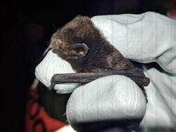 Image of Pied bats; Wattled bats.