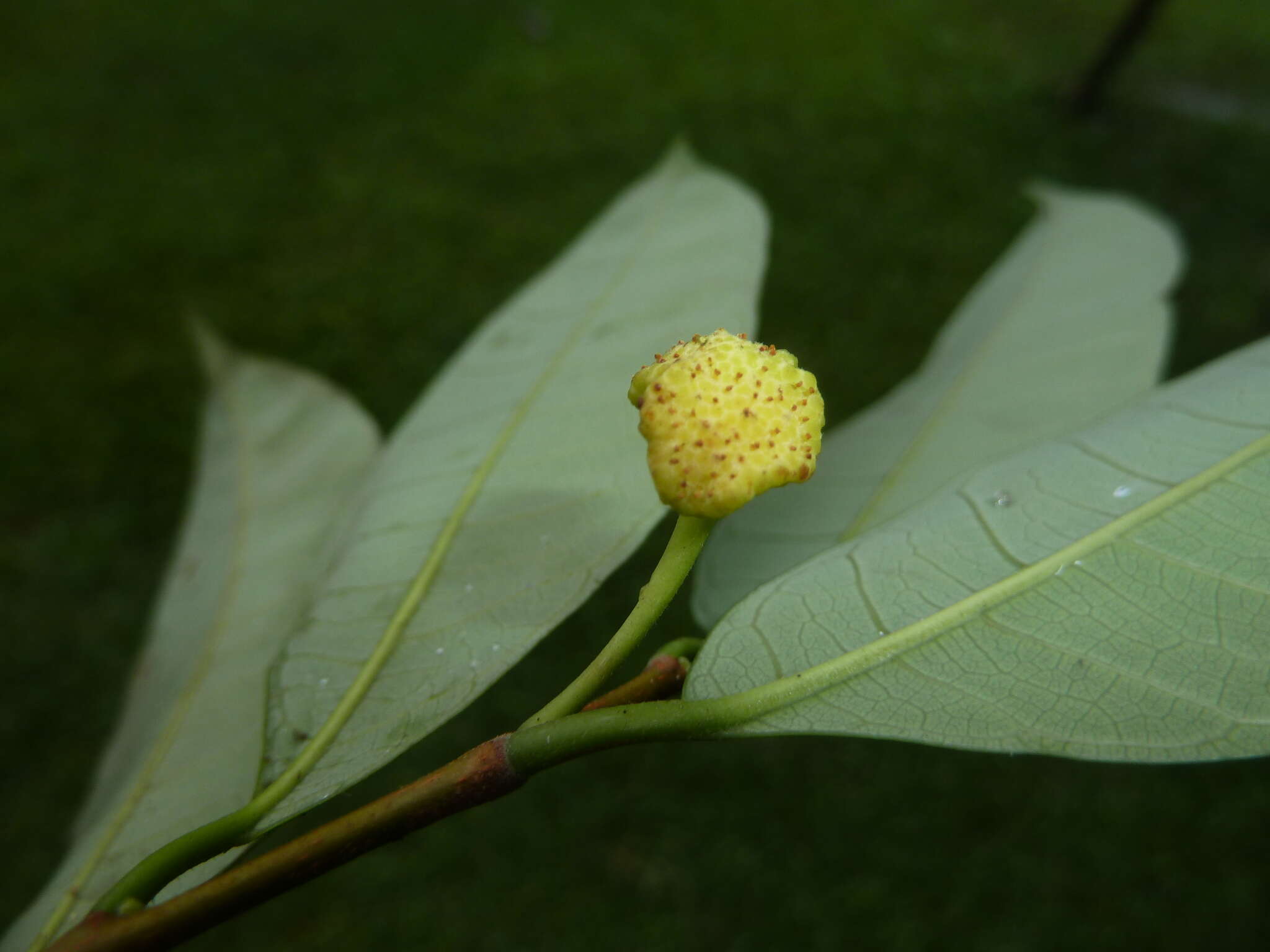 Image of Guiana brosimum