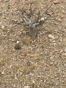 Plancia ëd Commiphora saxicola Engl.