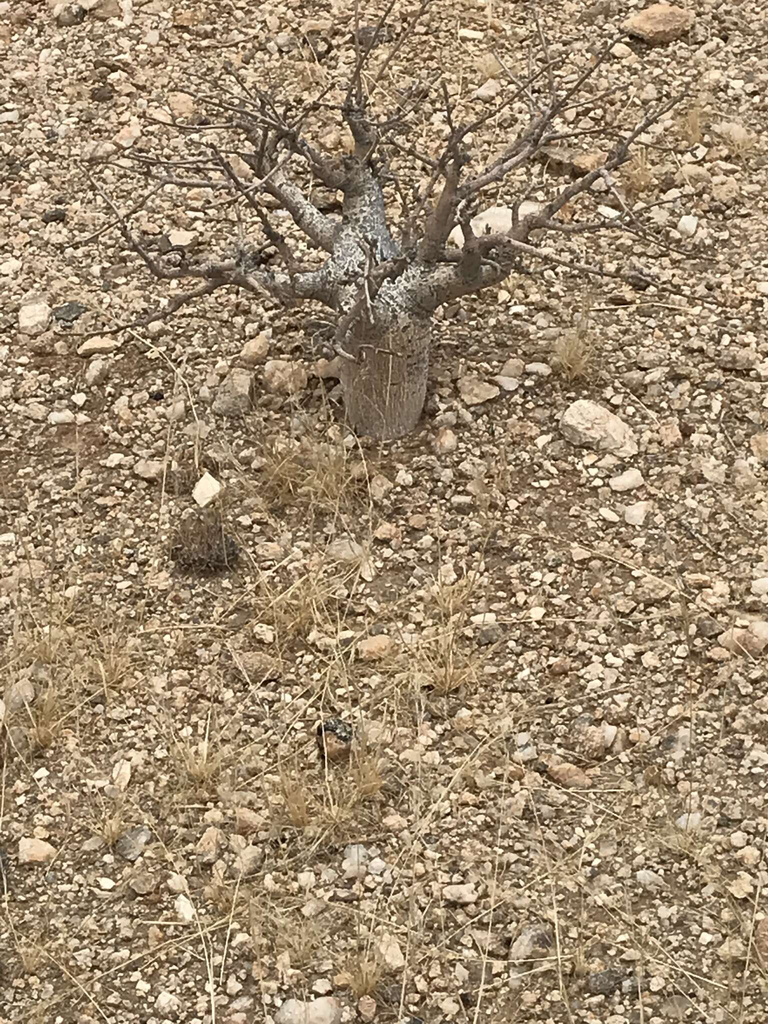 Image of Commiphora saxicola Engl.