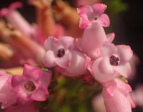 Plancia ëd Erica steinbergiana var. steinbergiana