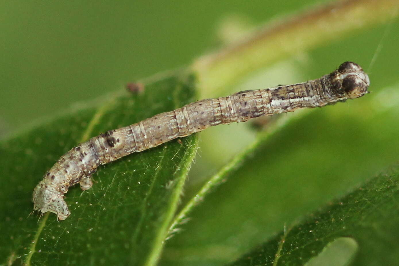 Слика од Plagodis pulveraria Linnaeus 1758