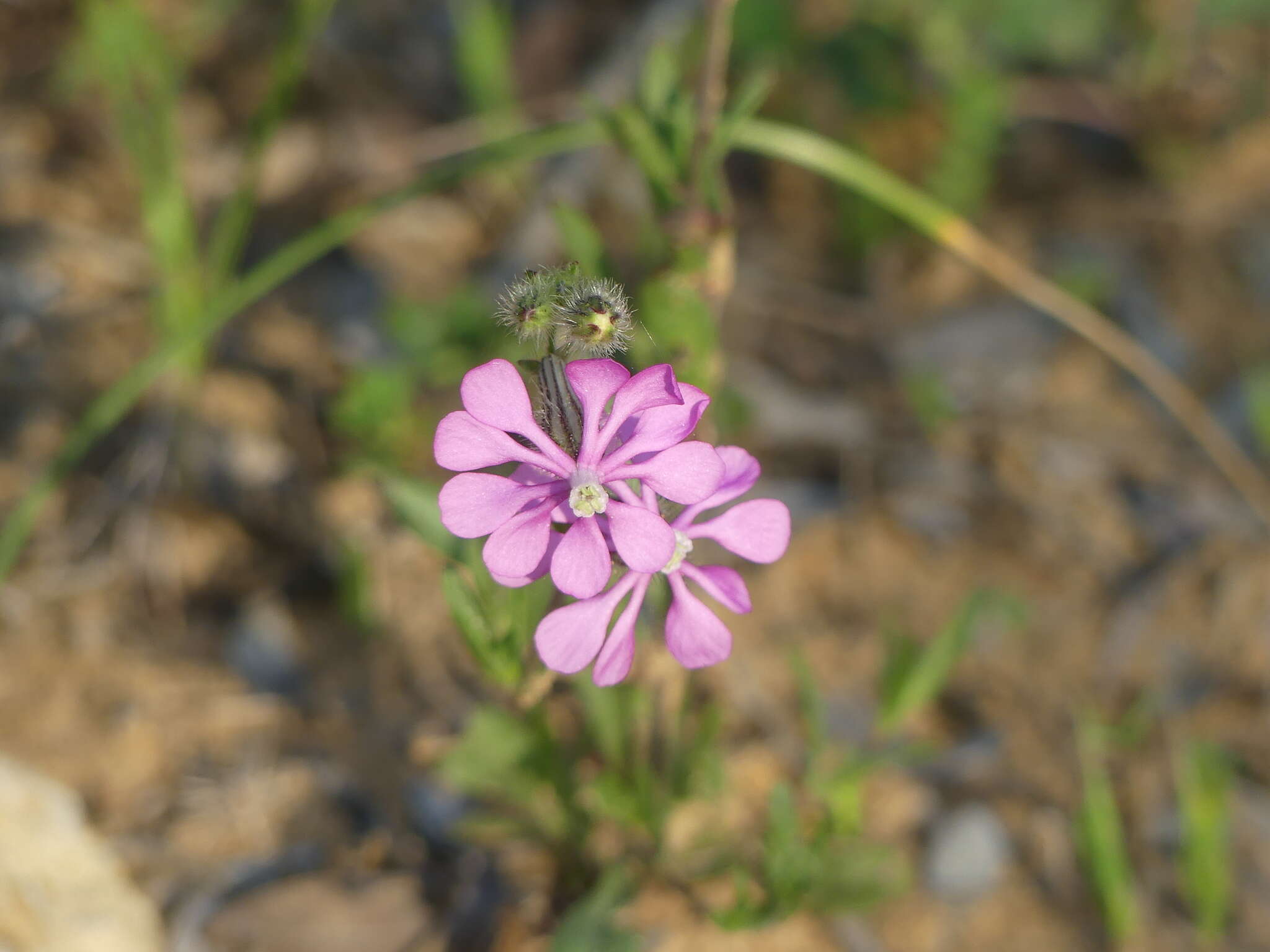 Image of Silene colorata Poir.