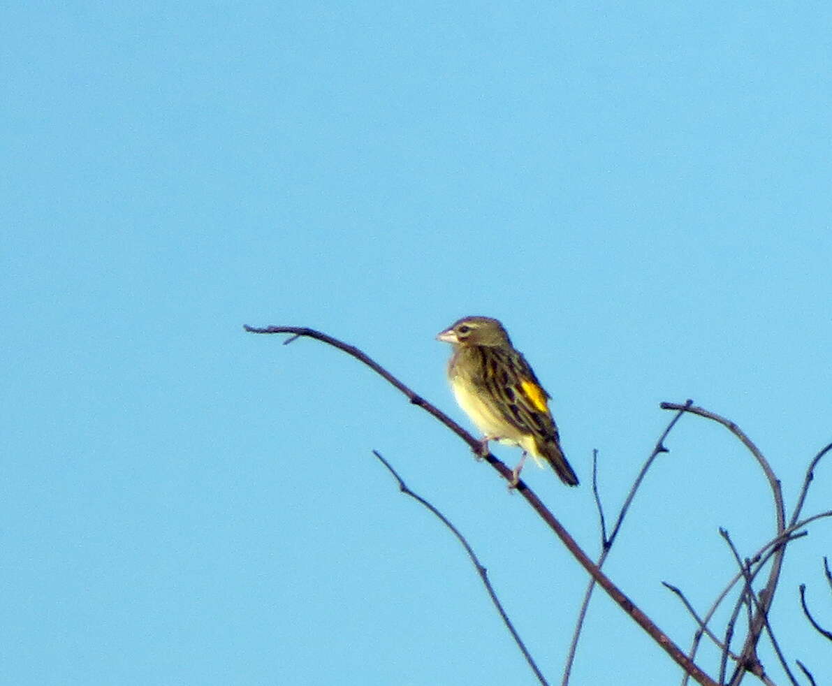 Image of Yellow Bishop