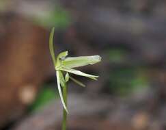 Image of Small Gnat-orchid