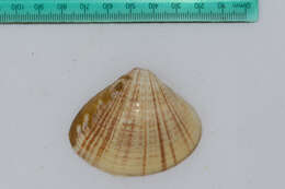 Image of streaked sand clam