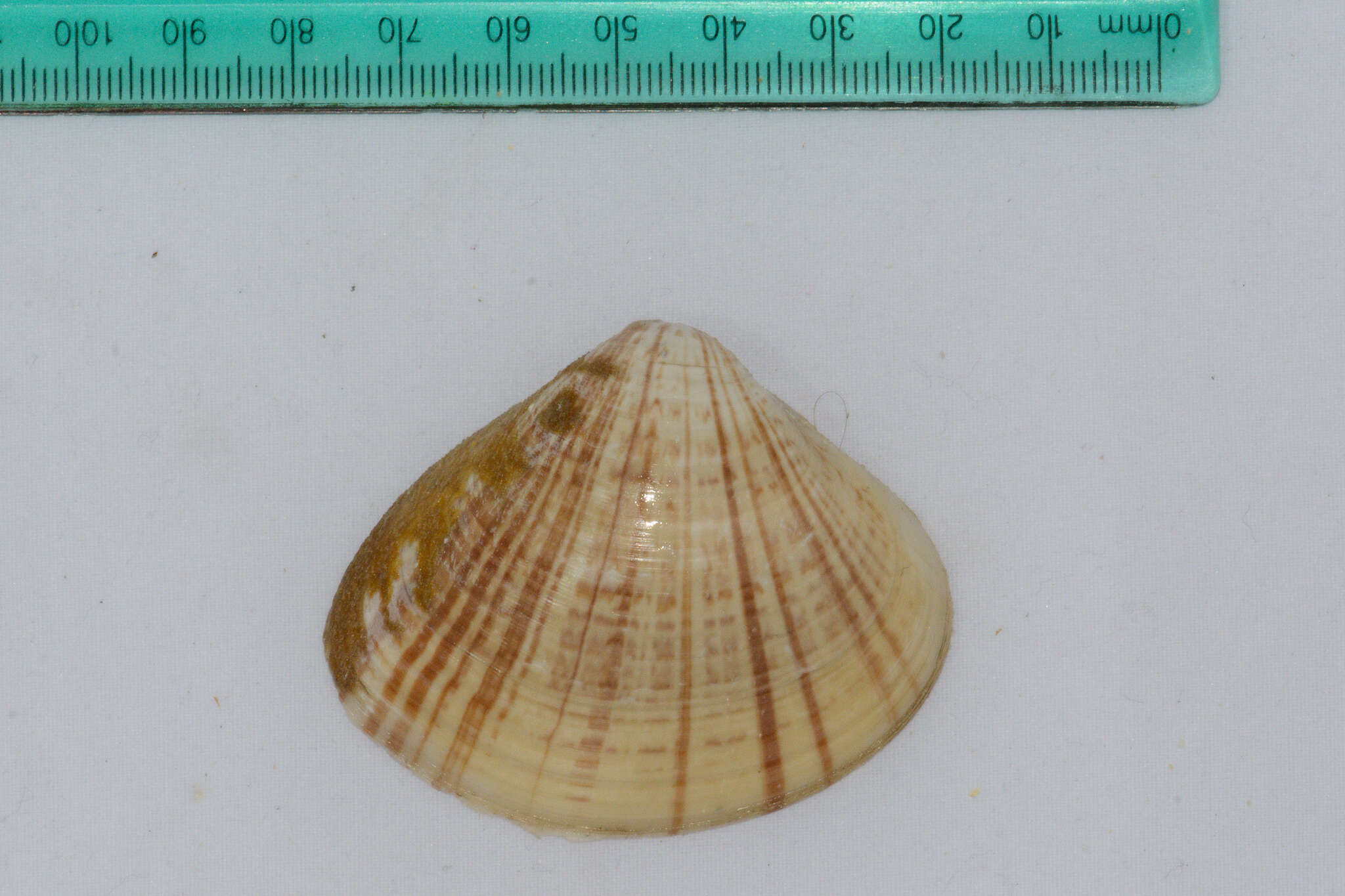 Image of streaked sand clam