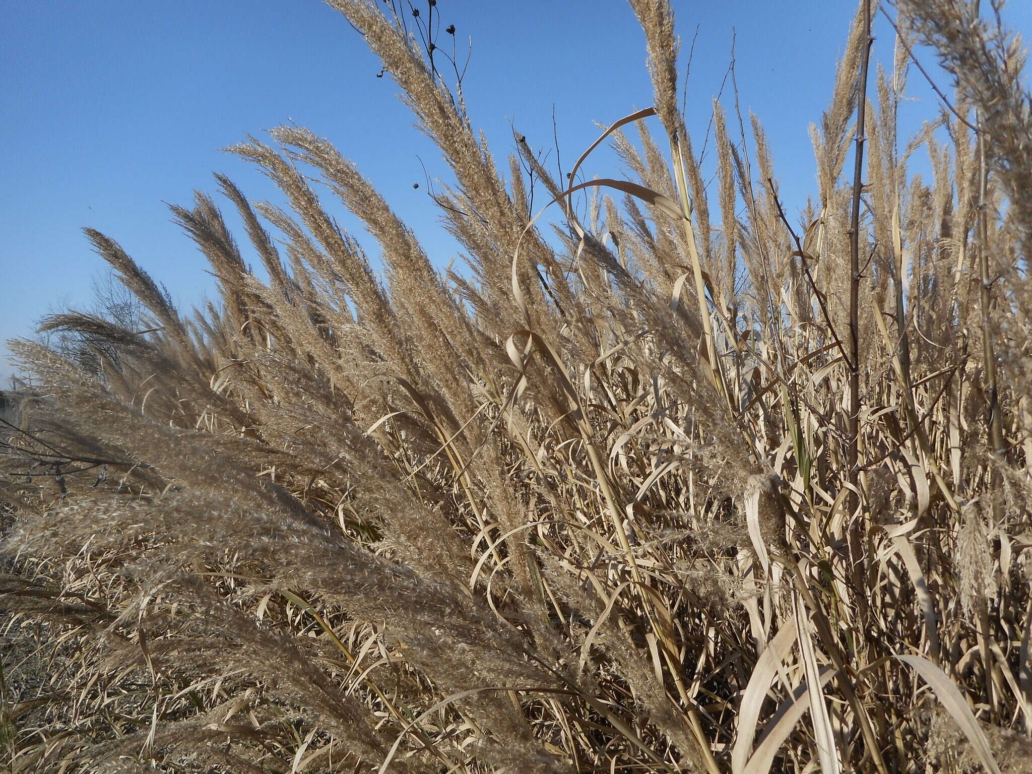 Image of Arundo plinii Turra