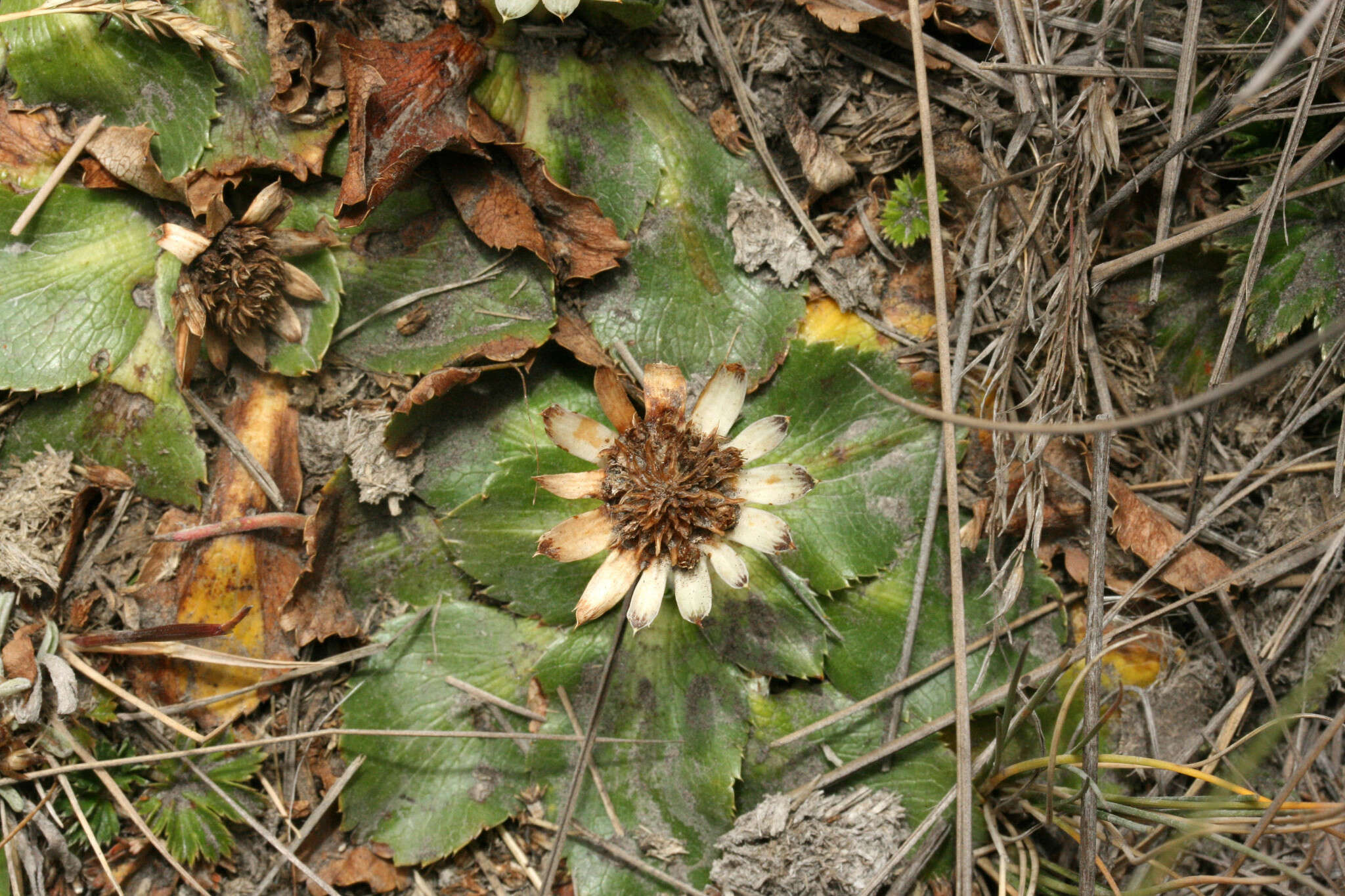 Image de Eryngium humile Cav.