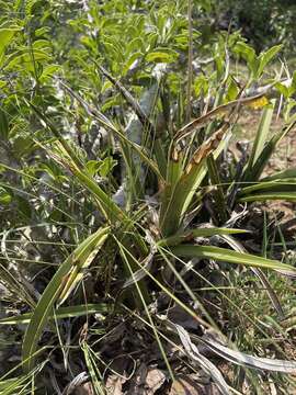 Image of Eulophia petersii (Rchb. fil.) Rchb. fil.