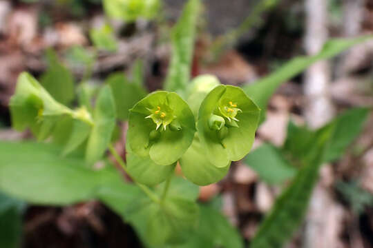 Image of tinted woodland spurge