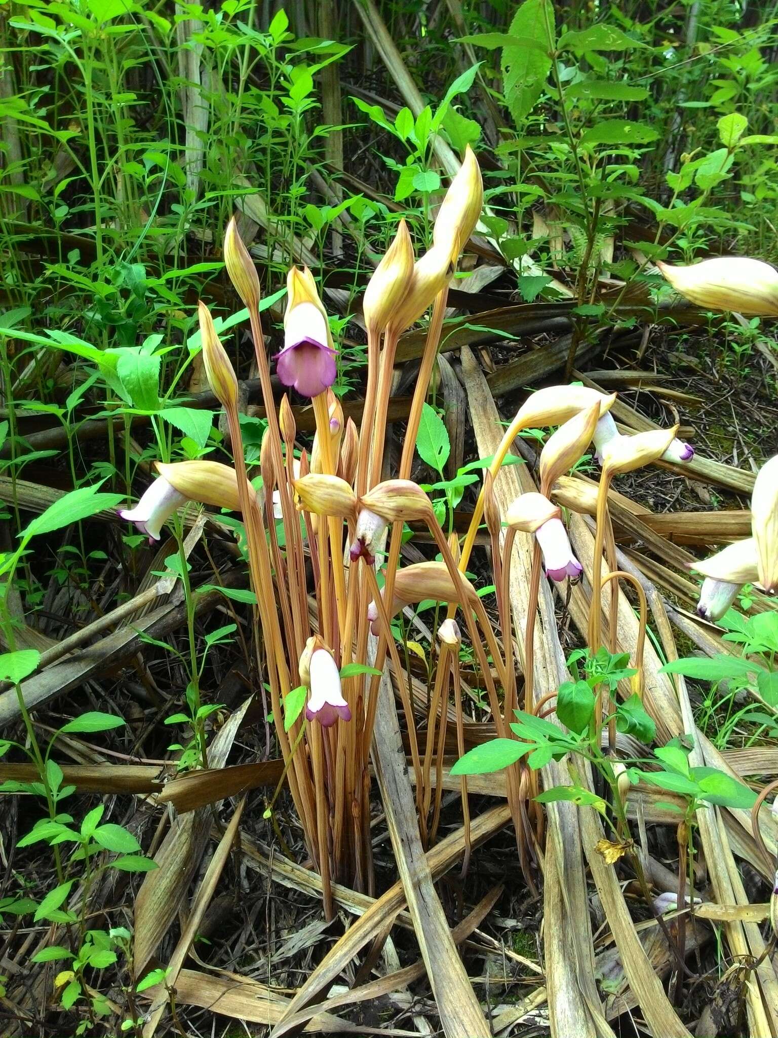 Image of Aeginetia indica L.