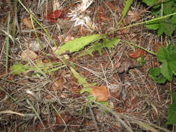 Image of Hairy Cat's-Ear