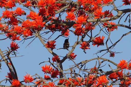 Image of Whyte's Barbet