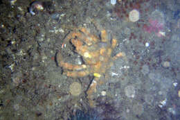 Image of Masking Crab