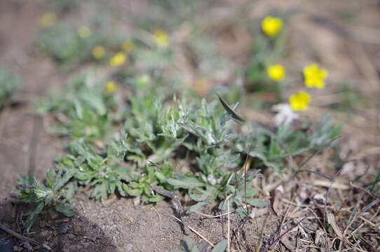 Image of <i>Potentilla pedersenii</i>