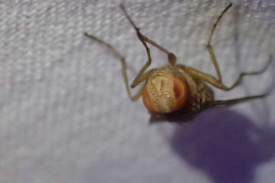 Image of Tachinid fly