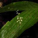 Imagem de Dictyostega orobanchoides subsp. parviflora (Benth.) Snelders & Maas