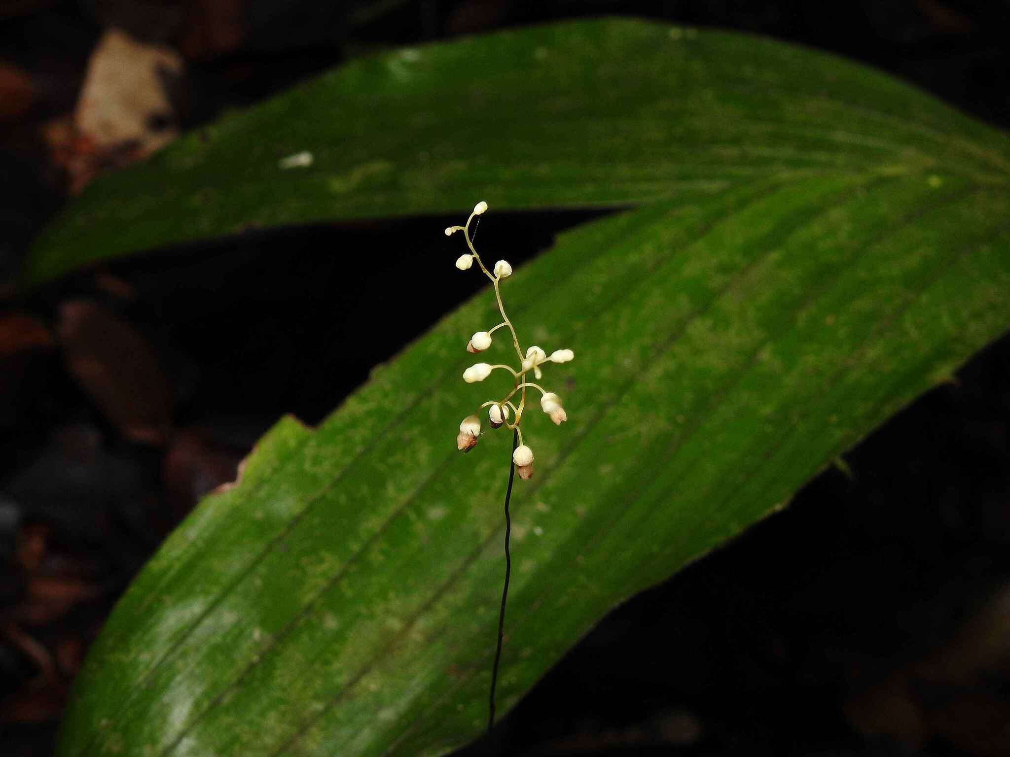 Image of Dictyostega orobanchoides subsp. parviflora (Benth.) Snelders & Maas