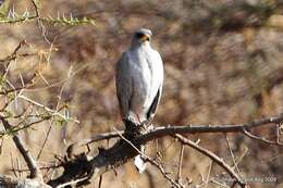 Image of Eastern Chanting Goshawk