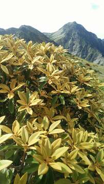 صورة Rhododendron hyperythrum Hayata