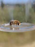 Image of Colletes solidaginis Swenk 1906