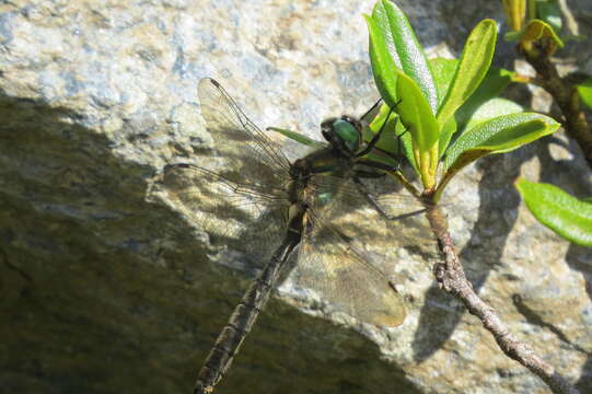 Image of Alpine emerald