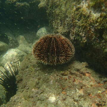 Image of White Sea Urchin