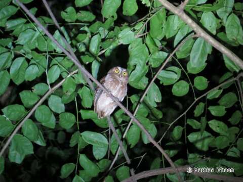 Image of Pemba Scops Owl