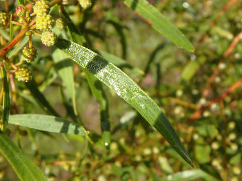 Image of Acacia verniciflua A. Cunn.