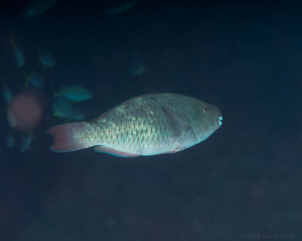 Image of Bicolor Parrotfish