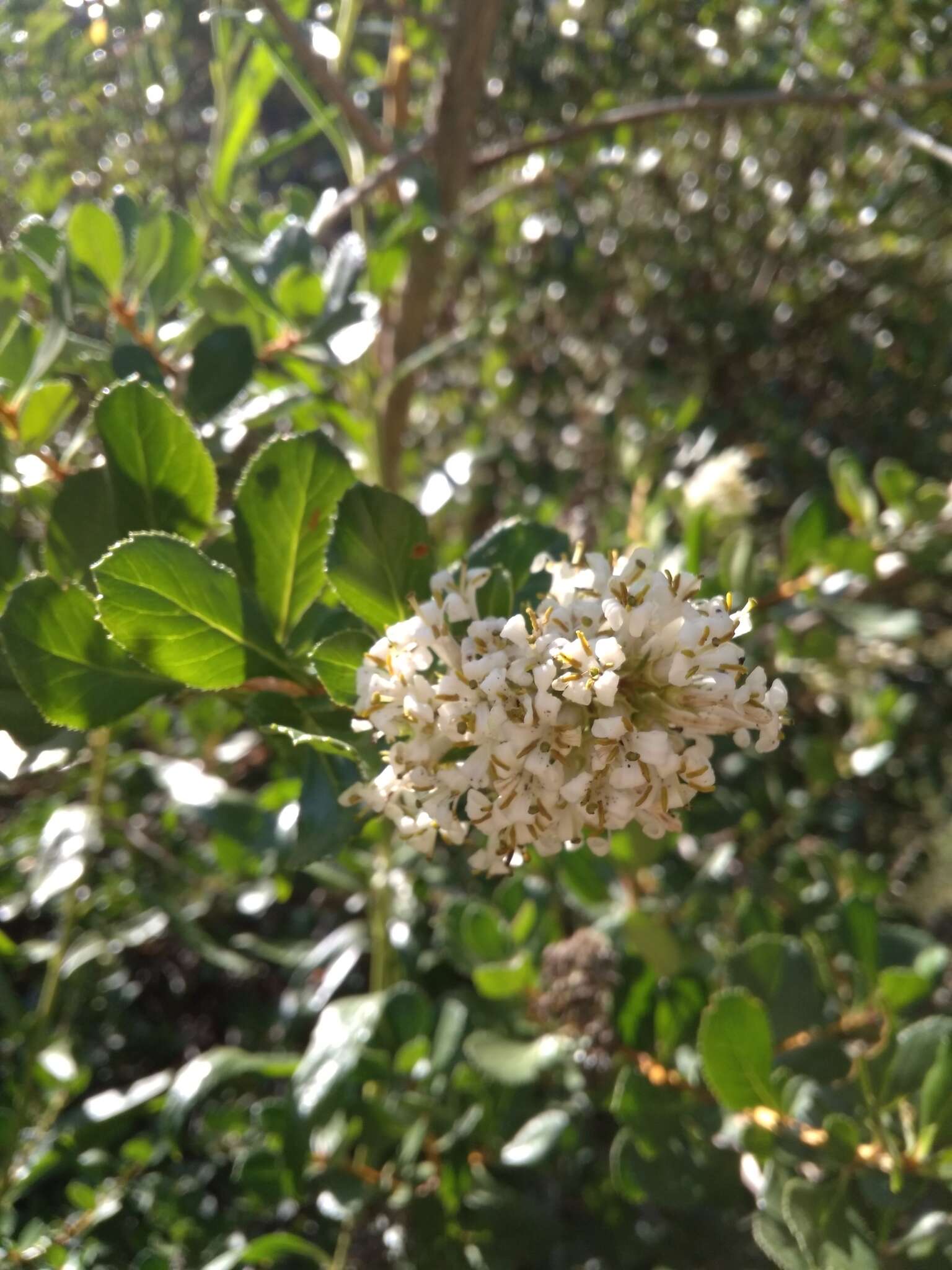 Escallonia myrtoidea Bert. ex DC. resmi