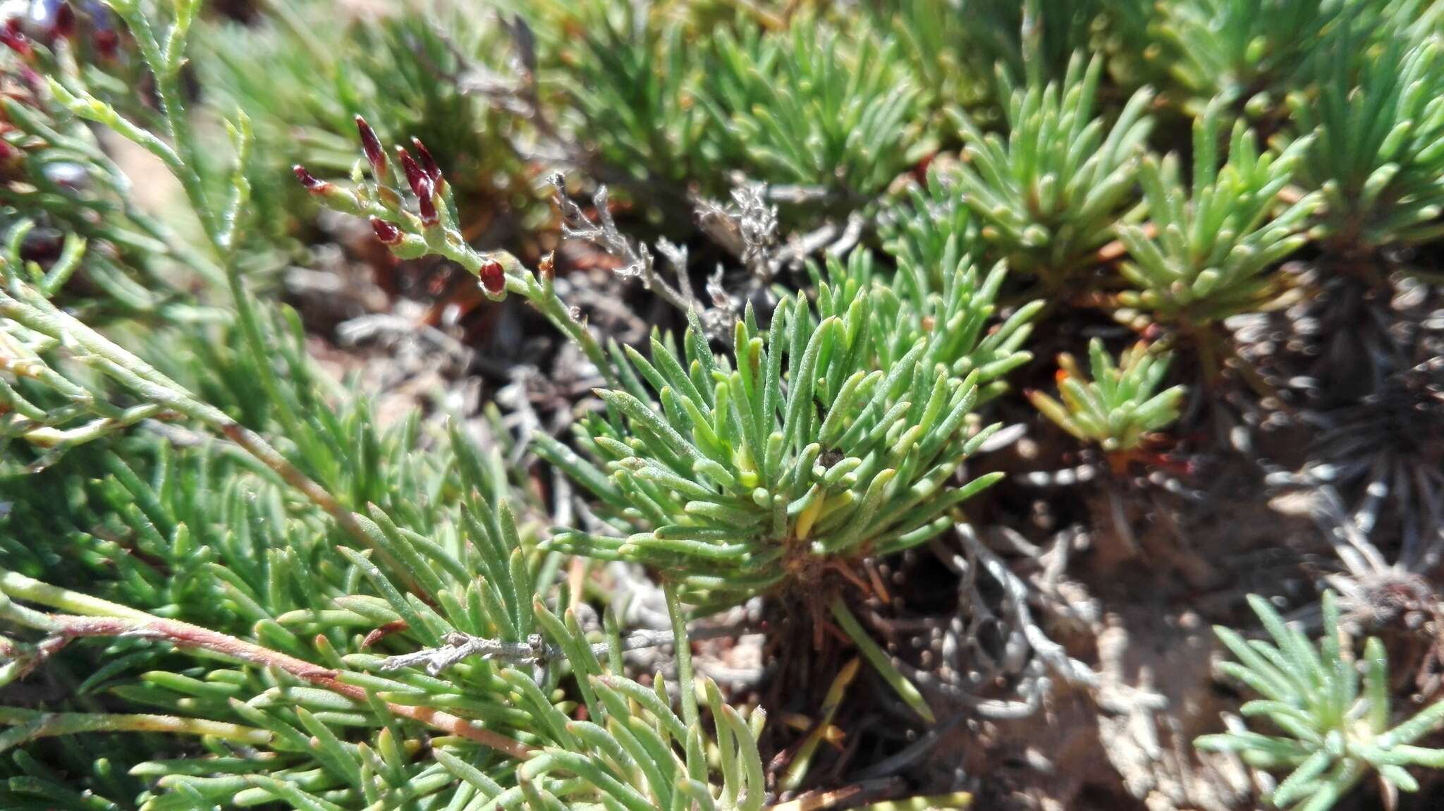 Image de Limonium linifolium (L. fil.) Kuntze