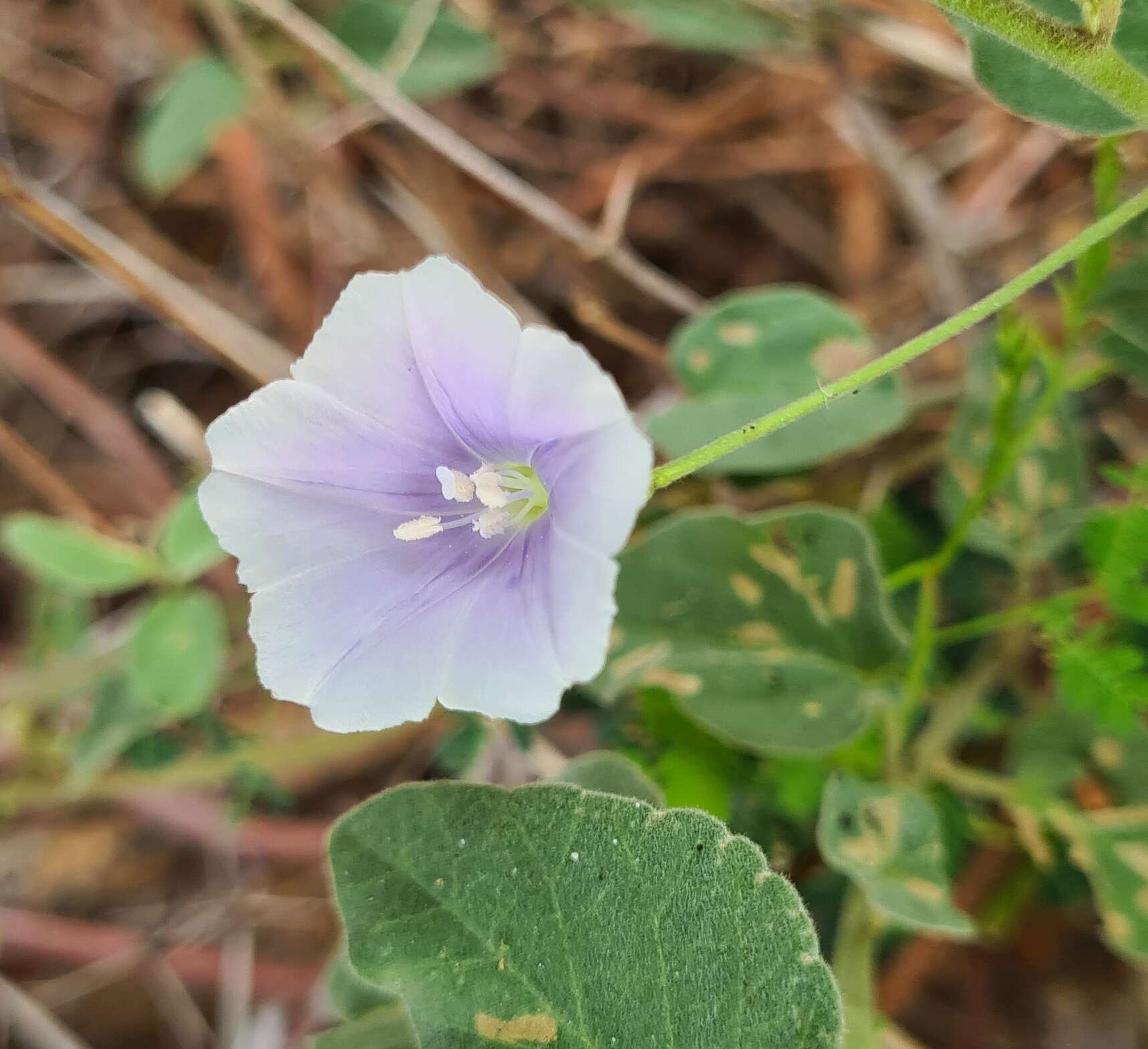 Sivun Jacquemontia pringlei A. Gray kuva