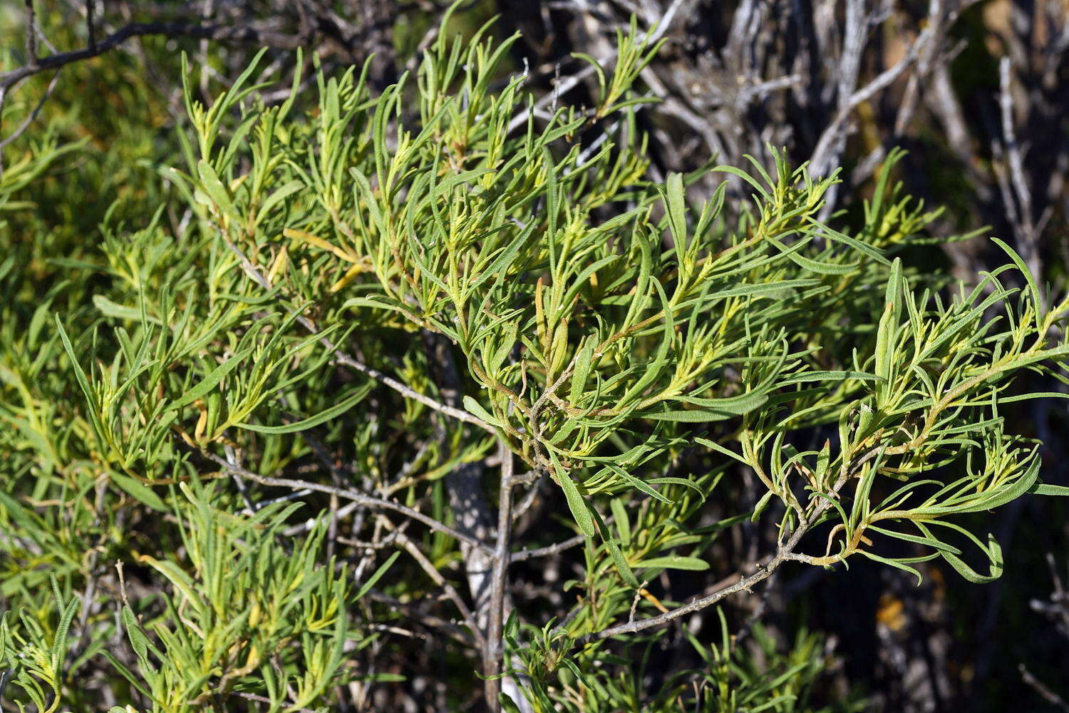 Image of Aizoon africanum (L.) Klak