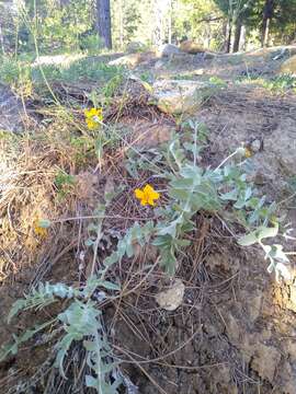 Imagem de Balsamorhiza sericea W. A. Weber