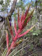 Image of giant airplant