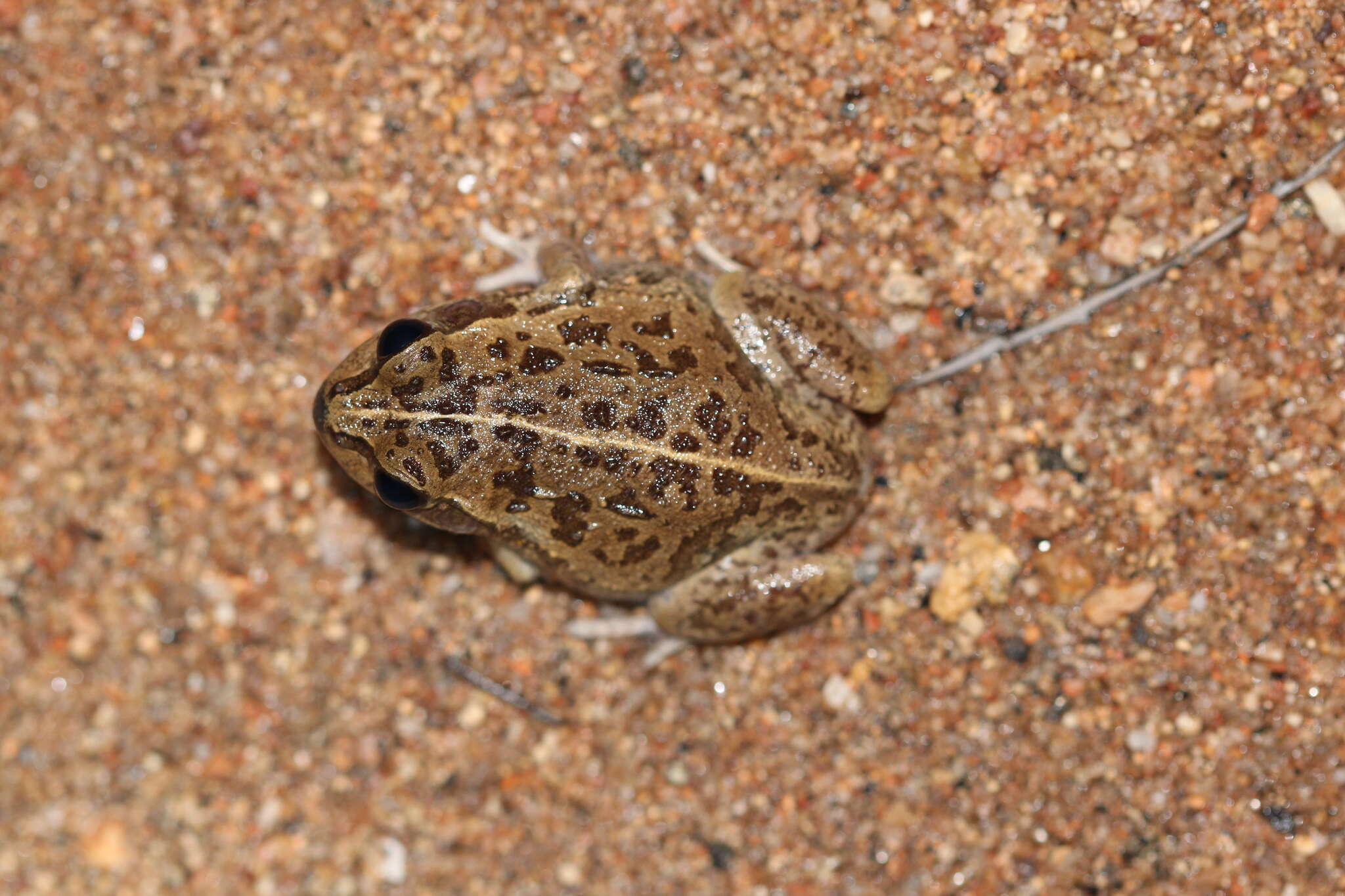 Image of Main's Frog