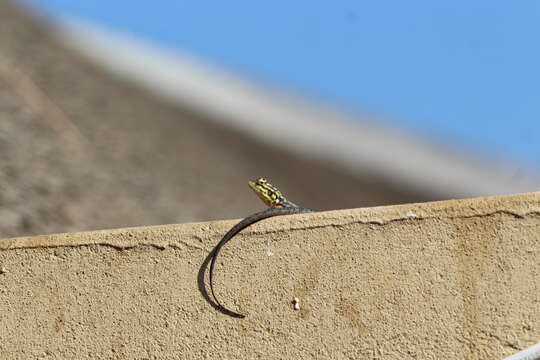 Image of Namib Rock Agama