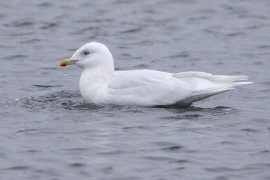 Image of Iceland gull