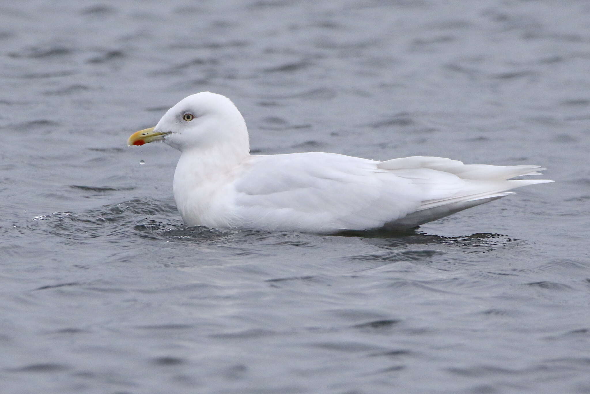 Image of Iceland gull