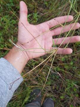 Imagem de Nemastylis floridana Small