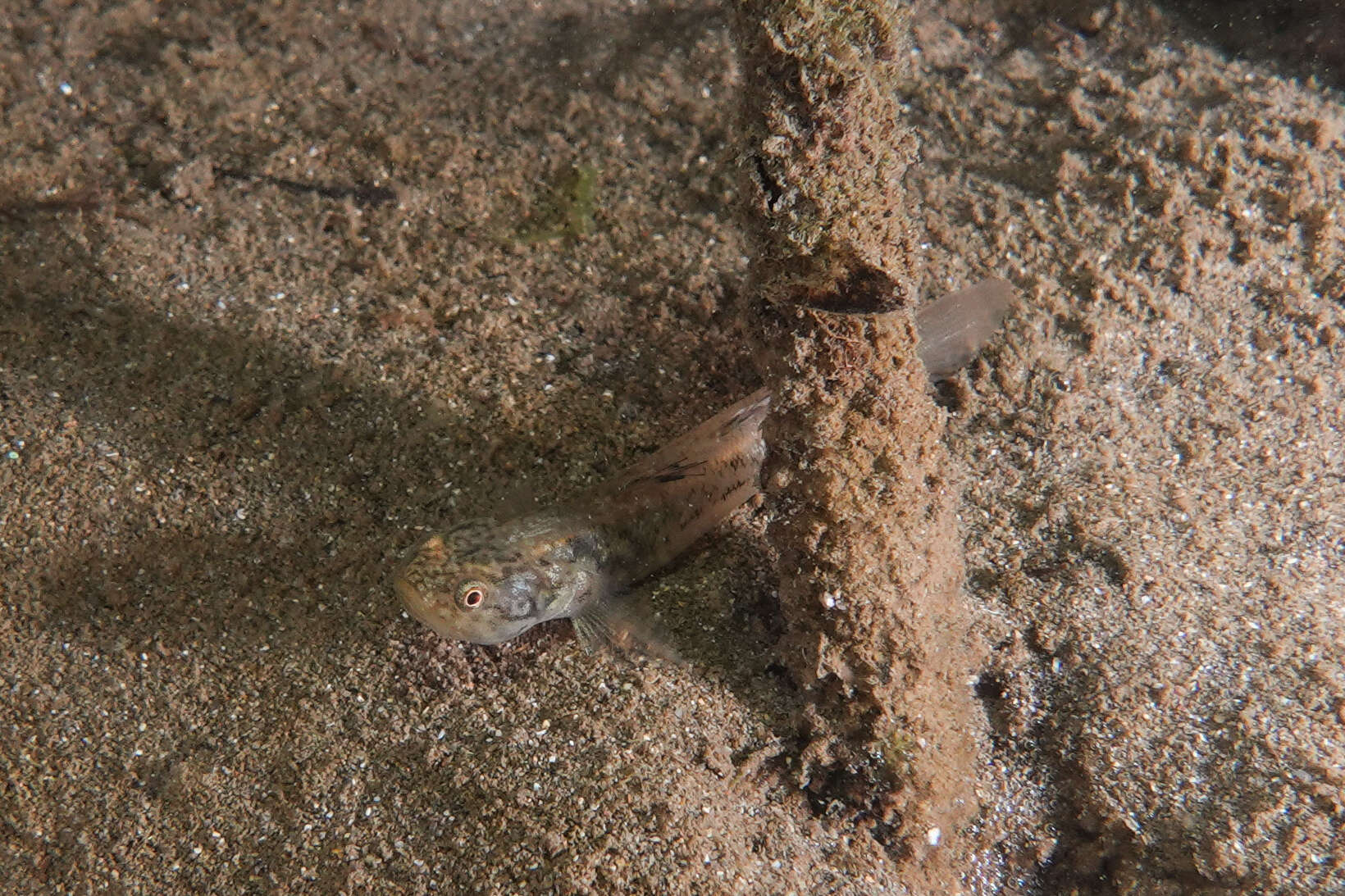 Image of Flat-backed goby