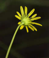 Euryops ursinoides B. Nordenst. resmi