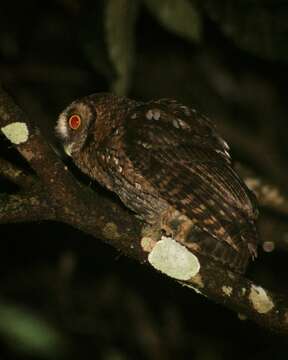 Image of Long-tufted Screech Owl