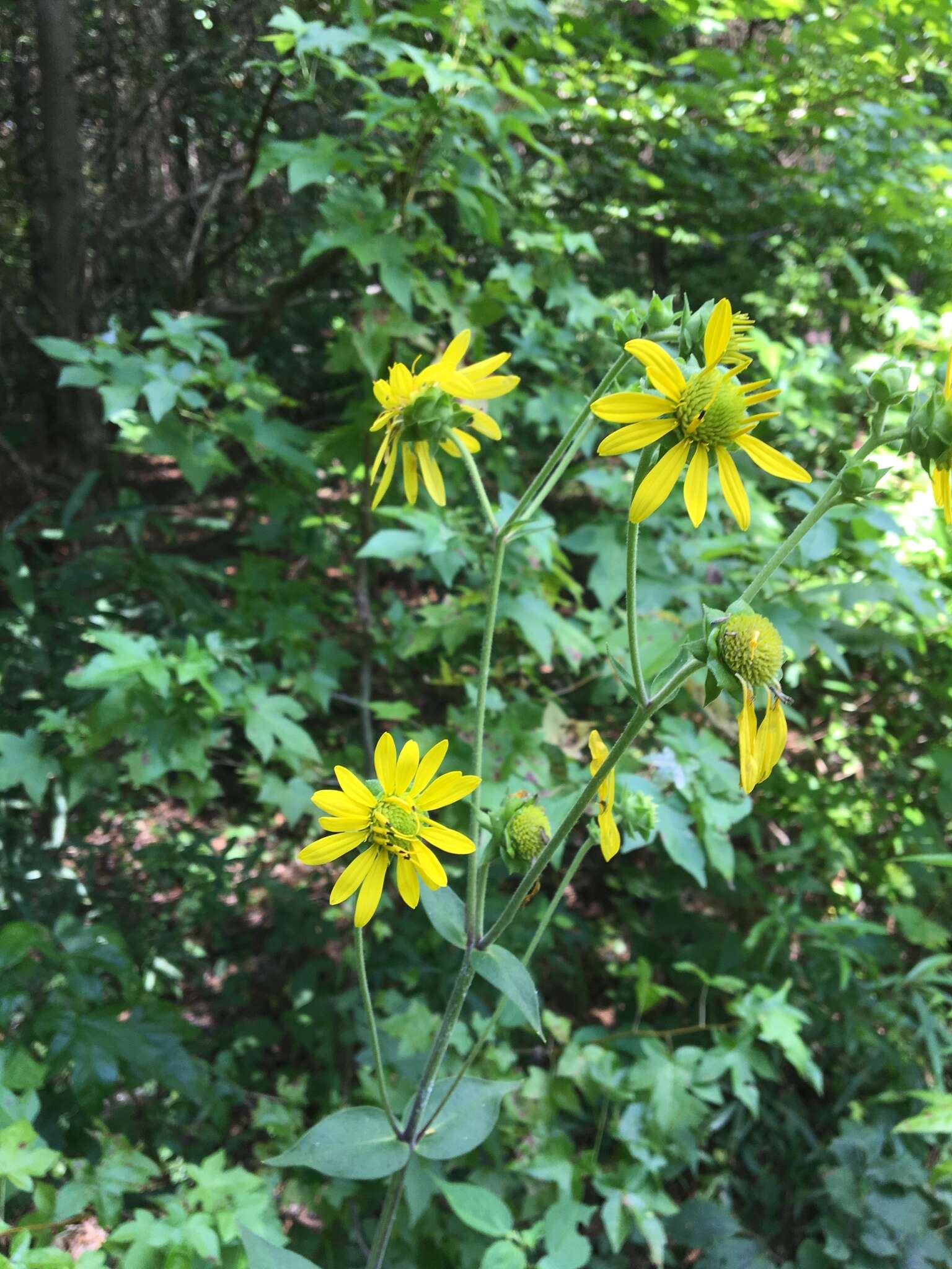 Image of <i>Silphium <i>integrifolium</i></i> var. integrifolium