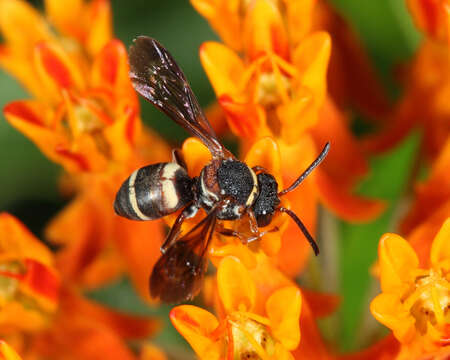 Image of Two-banded Cellophane-cuckoo Bee