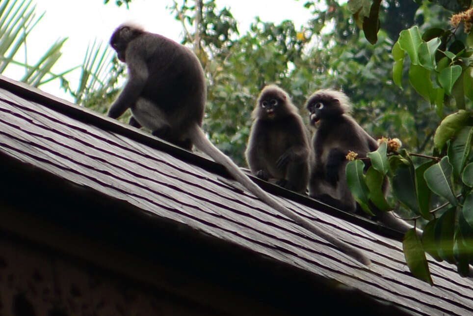 Image of Dusky Langur